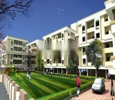 Pioneer Daffodils Featured Image