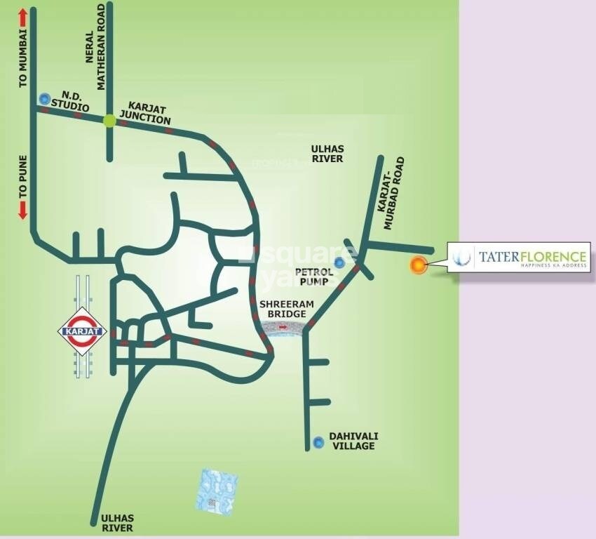 Tater Florence Orchid