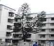 Om Shree Sai Palace