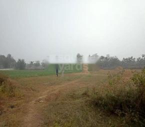 Americco Imperial Garden Featured Image