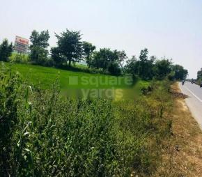 Maurya Budhha Green City