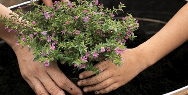 Paranjape Forest Trails Swaniketan