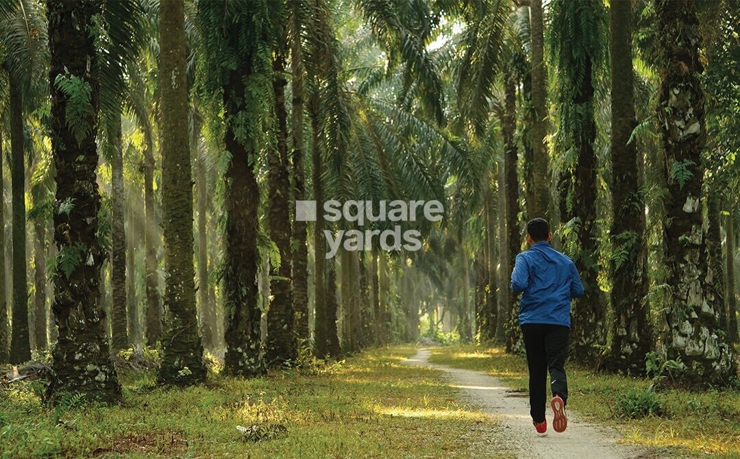 Paranjape Schemes Forest Trails