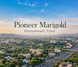 Pioneer Marigold