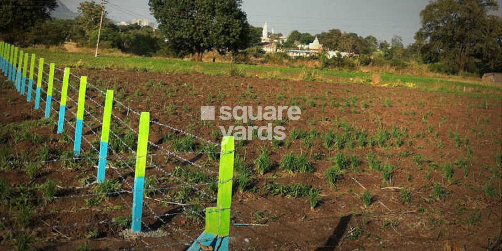 Right Choice Green Mist