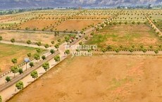 Ssl Infra Peacock Avenue Featured Image