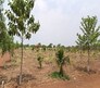 VNest Vaibhav County Flagship Image