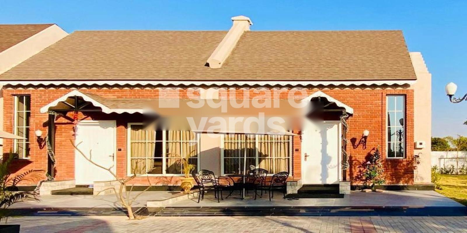 Nirvana Gladiolus Featured Image