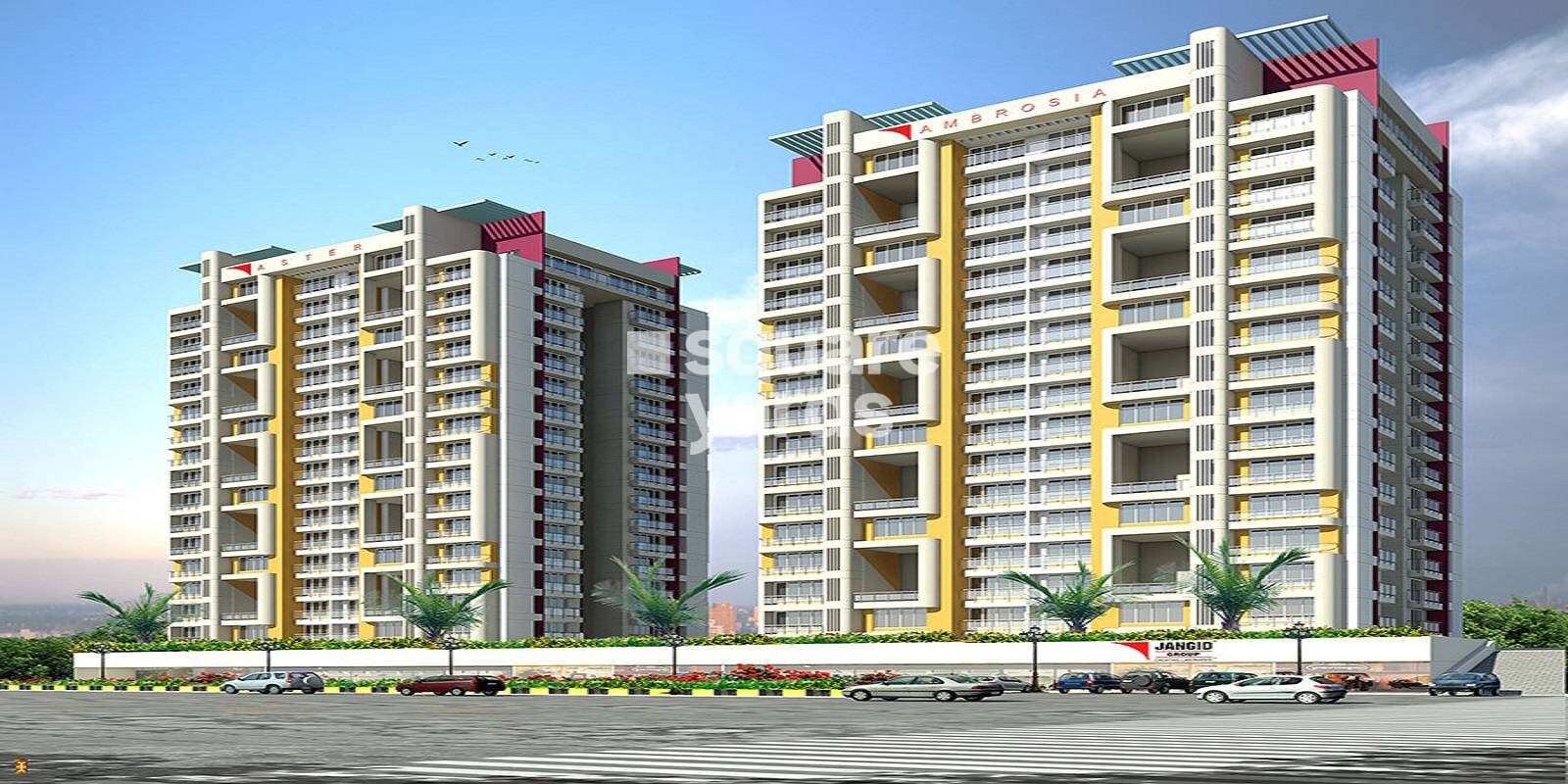 Jangid Aster Ambrosia