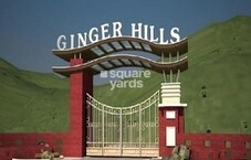 Karmvir Ginger Hills Featured Image