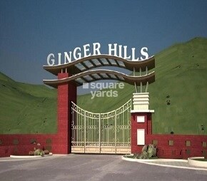 Karmvir Ginger Hills