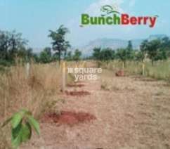 Seema Bunch Berry Flagship