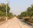 Dollars Colony 20