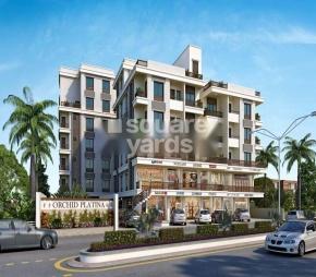 Orchid Platina Featured Image