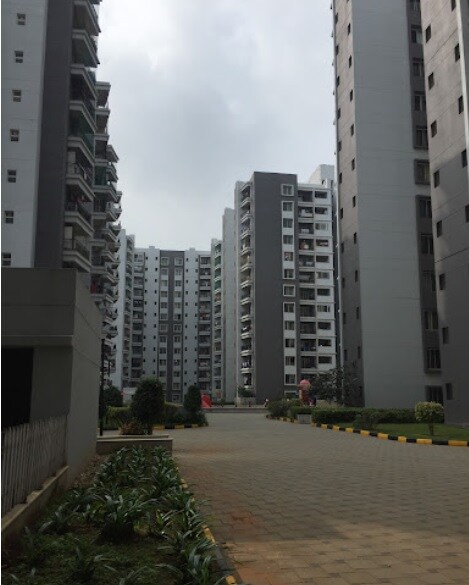 Sobha Chrysanthemum review image