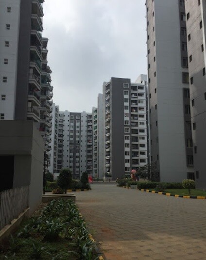Sobha Chrysanthemum review image