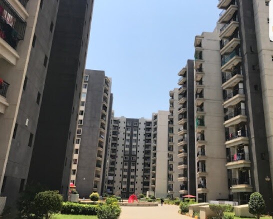 Sobha Chrysanthemum review image